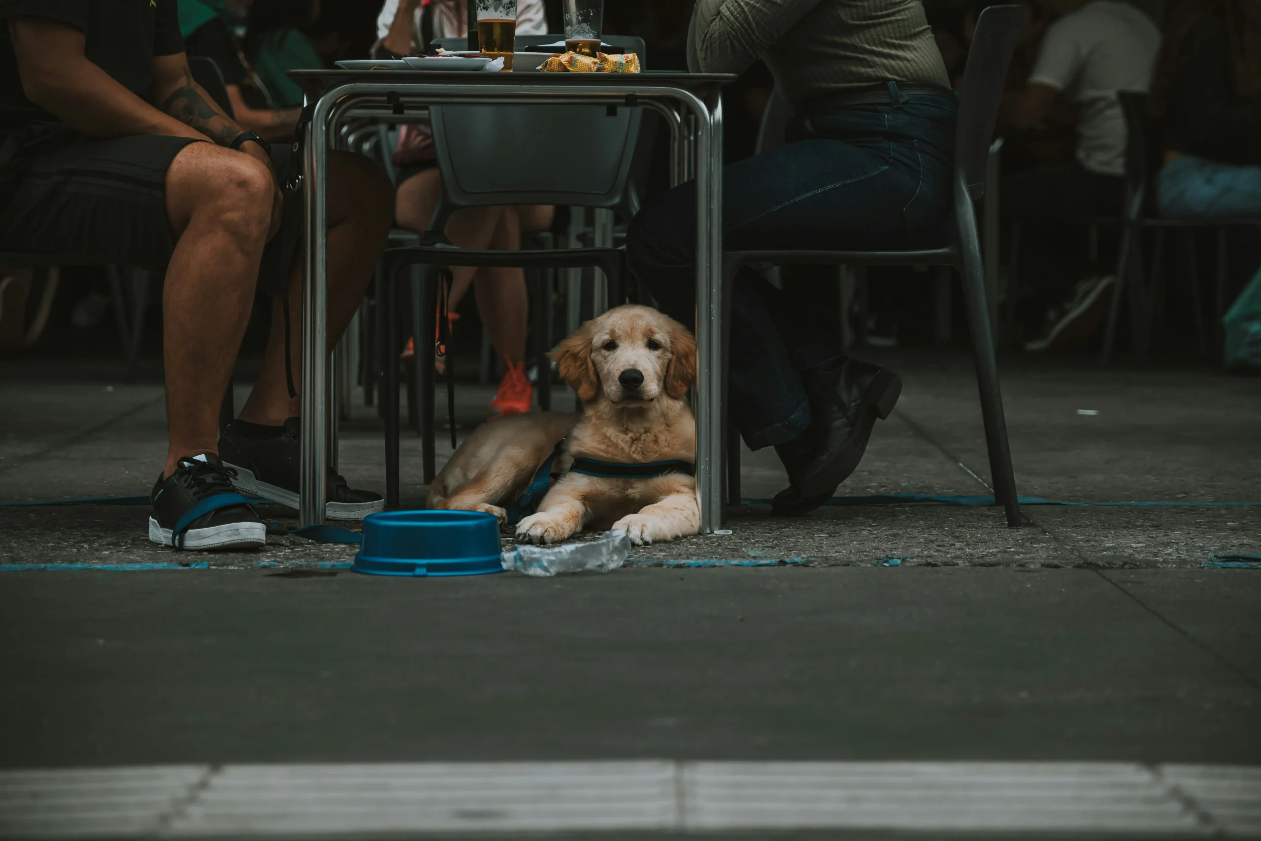 Dog relaxing outside the pet-friendly café at Aruani PetStop in Sarjapur, Bangalore.