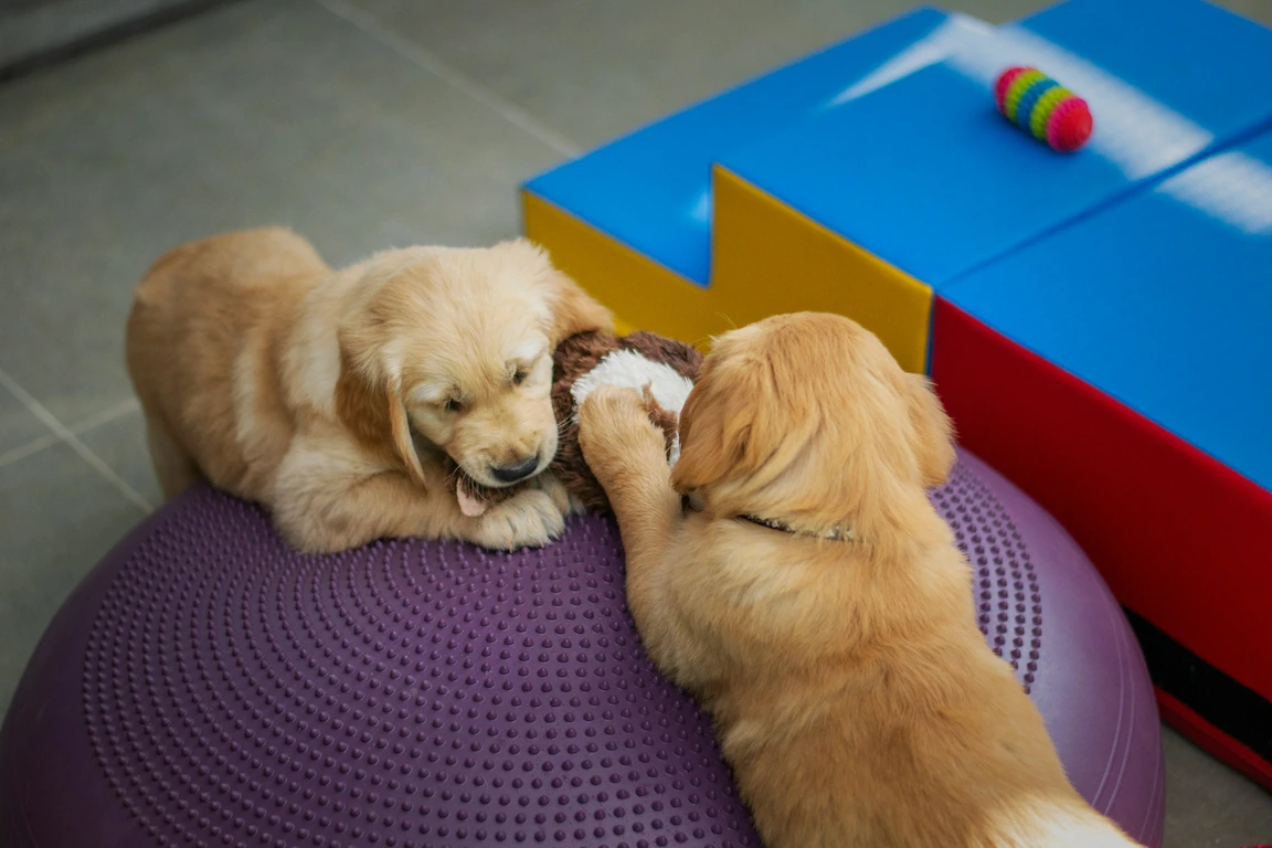 Dog playing happily at Aruani PetStop’s pet daycare in Sarjapur, Bangalore.