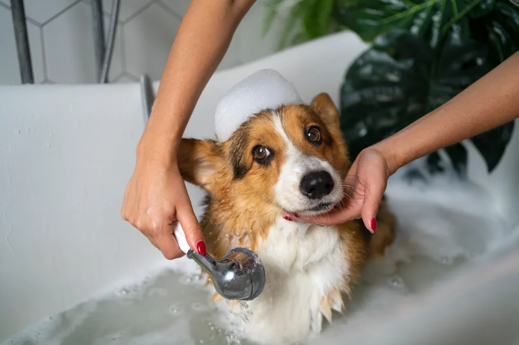 Dog enjoying a refreshing grooming session at Aruani PetStop’s pet spa in , Bangalore.