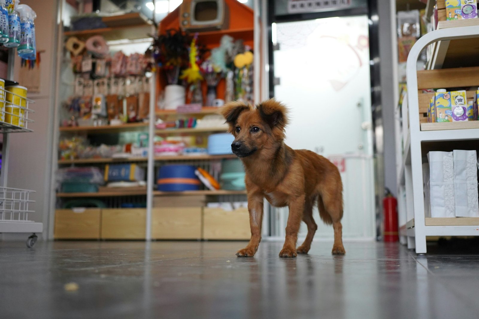 Dog near premium pet products at Aruani PetStop’s pet store in Sarjapur, Bangalore.