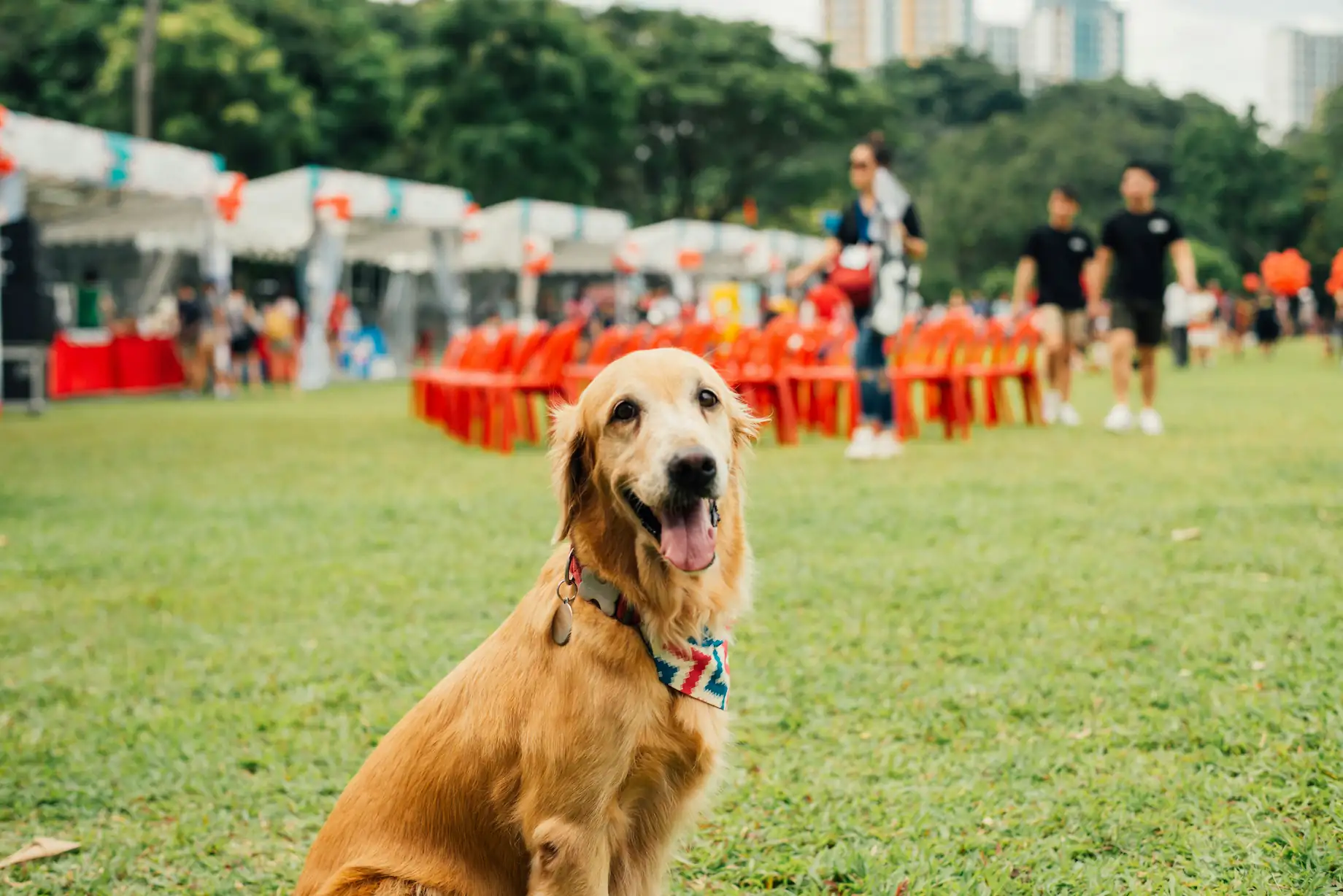 Dog enjoying fun activities at Aruani PetStop’s pet events in Sarjapur, Bangalore.