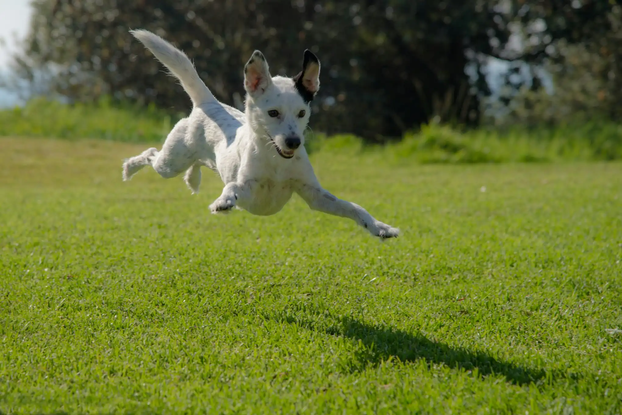 Dog running freely at Aruani PetStop’s pet park in Sarjapur, Bangalore.