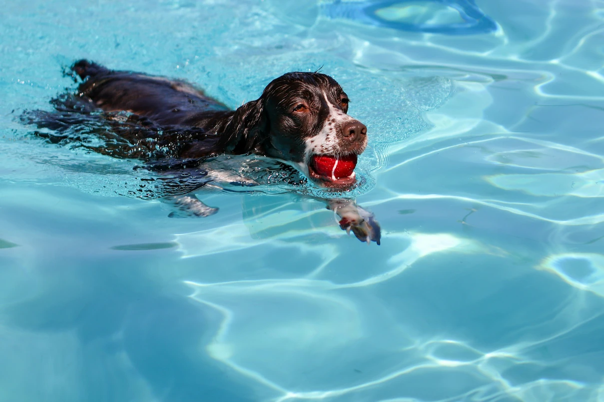 Dog swimming in the pet-friendly pool at Aruani PetStop in Sarjapur, Bangalore.
