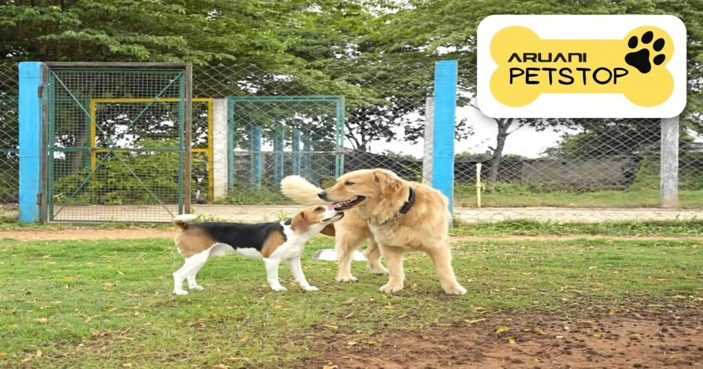 golden retriever + beagle