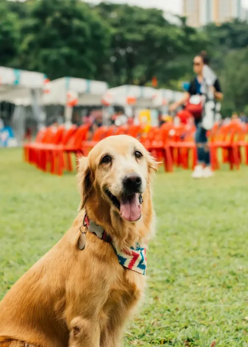 Dog enjoying fun activities at Aruani PetStop’s pet events in Sarjapur, Bangalore.